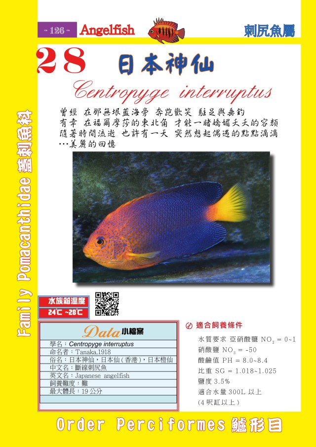 angelfish3s.jpg