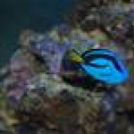GooDFish