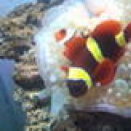 fishbaichi