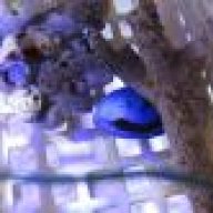 hofish