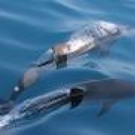 dolphinbay