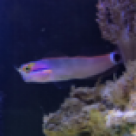 Dirius1997