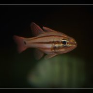 ADA101