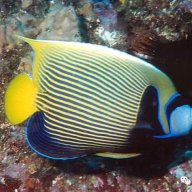 Ronaldfish94