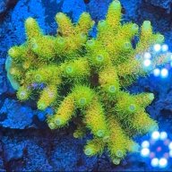 REEF070523