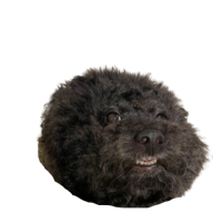 Kiwilin