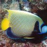 Ronaldfish94