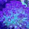 reef1