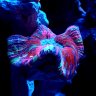 Endymion