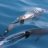 dolphinbay
