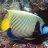 Ronaldfish94