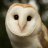 Towl