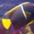 inkfish2