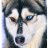 Huskigogo